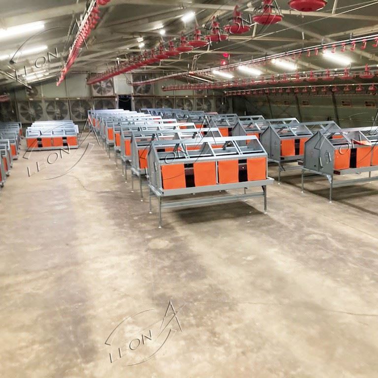Maximize Fertility, Zero Floor Eggs: LEON Advanced Breeder Raising System best