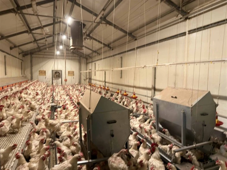 Precision Control, Peak Hatchability: The LEON Breeder Ground Raising System suppliers