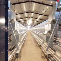 A-Type Automated Layer Cage System For Commercial Egg Production