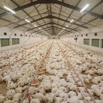 Full-automatic Intelligent Broiler Floor Rearing System