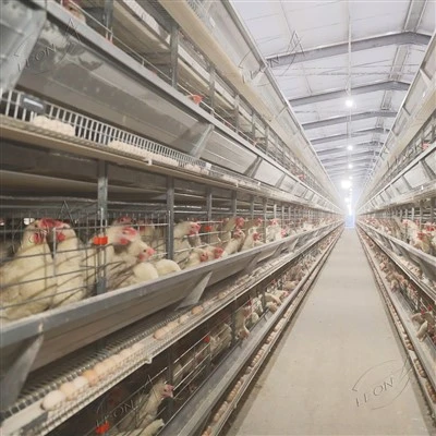 Fully Automatic H-Type Layer Battery Cage