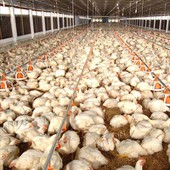 High-quality Broiler Chicken Ground System
