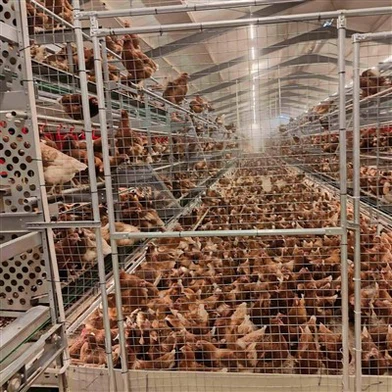 Hight-Quality Aviary System For Layer Hens