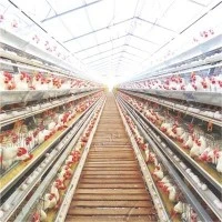 Redefining High-Density Farming: LEON Advanced H-Type Layer Hen Cage System