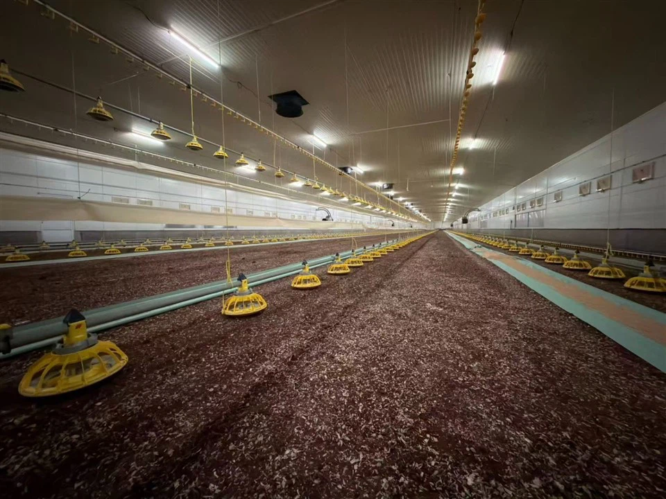 Smart Broiler Chicken Ground Raising System