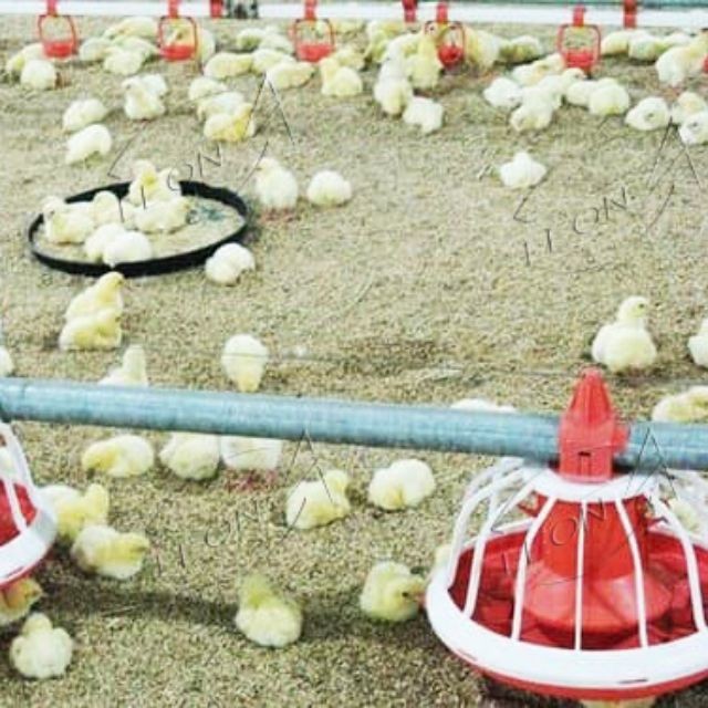 Turn-key Total Solutions: A Complete Guide To Broiler Floor Raising Systems suppliers Turn-key Total Solutions: A Complete Guide To Broiler Floor Raising Systems suppliers