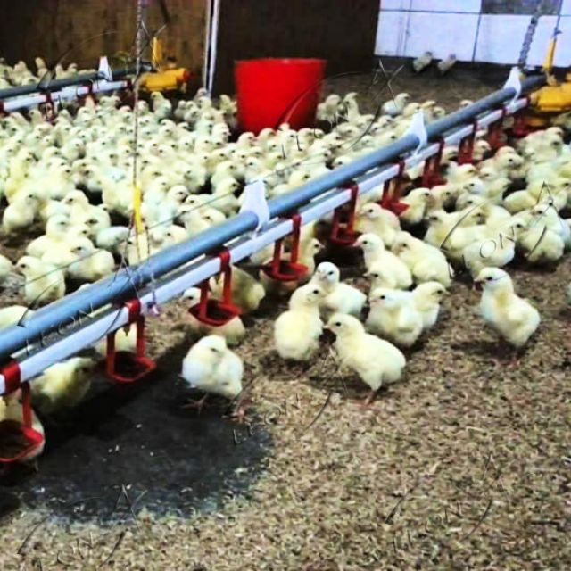Turn-key Total Solutions: A Complete Guide To Broiler Floor Raising Systems factory Turn-key Total Solutions: A Complete Guide To Broiler Floor Raising Systems factory