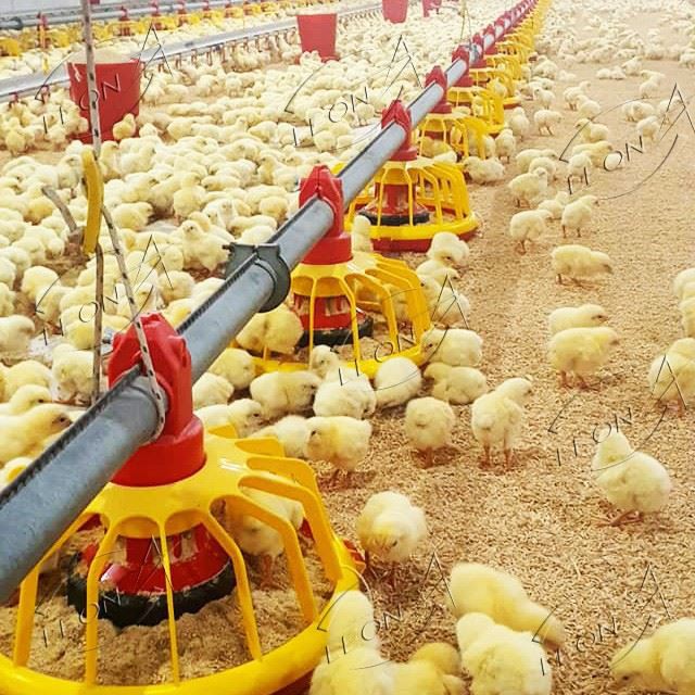 Turn-key Total Solutions: A Complete Guide To Broiler Floor Raising Systems price Turn-key Total Solutions: A Complete Guide To Broiler Floor Raising Systems price