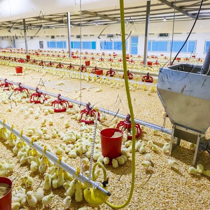 Turn-key Total Solutions: A Complete Guide To Broiler Floor Raising Systems best Turn-key Total Solutions: A Complete Guide To Broiler Floor Raising Systems best